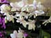 orchid13