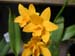 orchid14