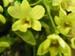 orchid15