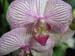 orchid2