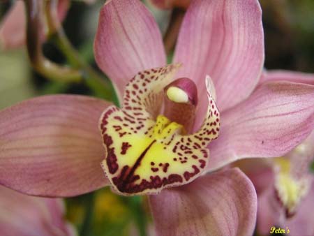 orchid3