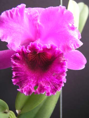 orchid4
