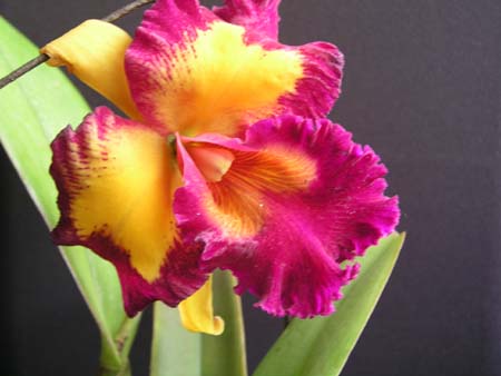 orchid5