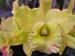 orchid6