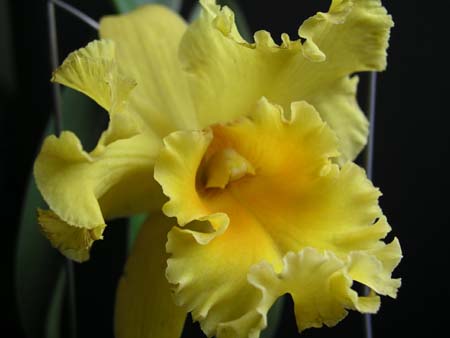 orchid7
