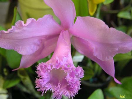 orchid8