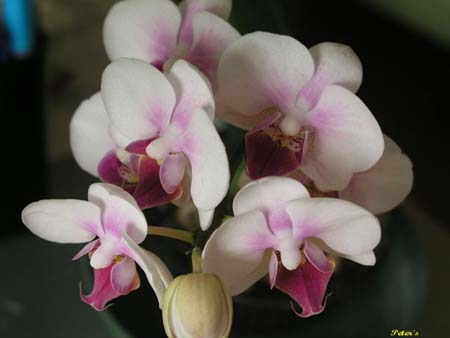 orchid9