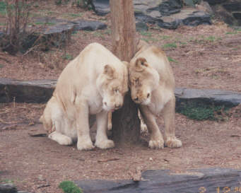 white lions