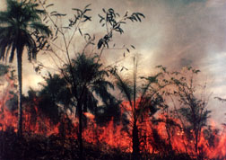 burning forest