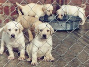 labrador retriever puppies
