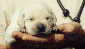 Future Hunting Retriever Champion Thunder