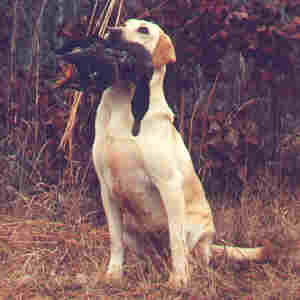 duck, geese and all water fowl hunting dogs