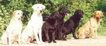 Hunting Retriever Champions...OBEDIENCE trained retrievers!