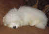 Casper.jpg (30896 bytes)