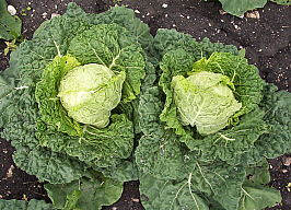 Savoy cabbage