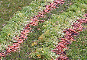 carrots