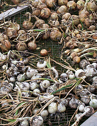 onions