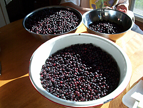 saskatoons