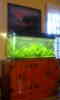 [30gallon long view]