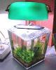 [Betta tank 1]