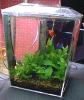 [Betta tank 2]