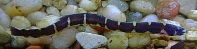 [Kuhlii Loach]