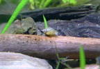 Common Pond Snail. Click for complete photo.