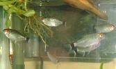 [Red Eye Tetras 1]