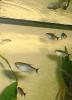 [Red Eye Tetras 2]