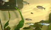 [Red Eye Tetra 4]