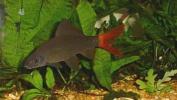 [Red Tail Shark 1]