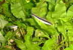 [Siamese Algae Eater long view]