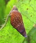 Malaysian Trumpet snail species. Click for Larger version (9k)