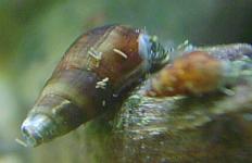 Malaysian Trumpet snail species. Click for Larger version (18k)