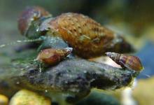 Malaysian Trumpet snail species. Click for Larger version (30k)