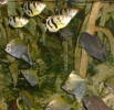 [Tank of brackish fish]