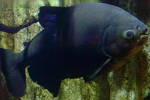 [Very large Pacu!]