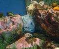 [Wolf Fish - A face only a mother could love!]