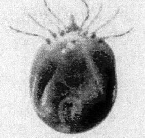 tick