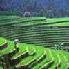 Padi Field