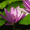 I love flowers