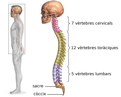 columna vertebral