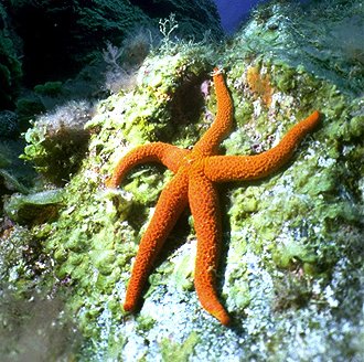 estrella de mar