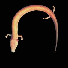 Olm
