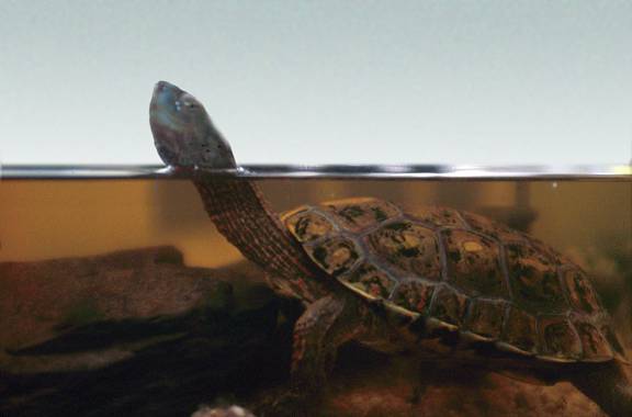 Tortuga d'aigua