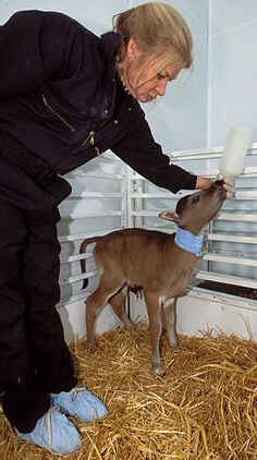 banteng clone, 3 days old