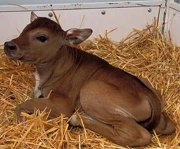 banteng clone, 1 day old