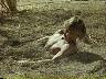 Beastmaster Movie