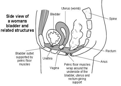 Bladder