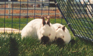 Sadie and Fidget